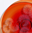 Thumbnail - Abstract glass artwork
